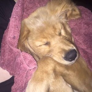 Meet your Posher, Lyra